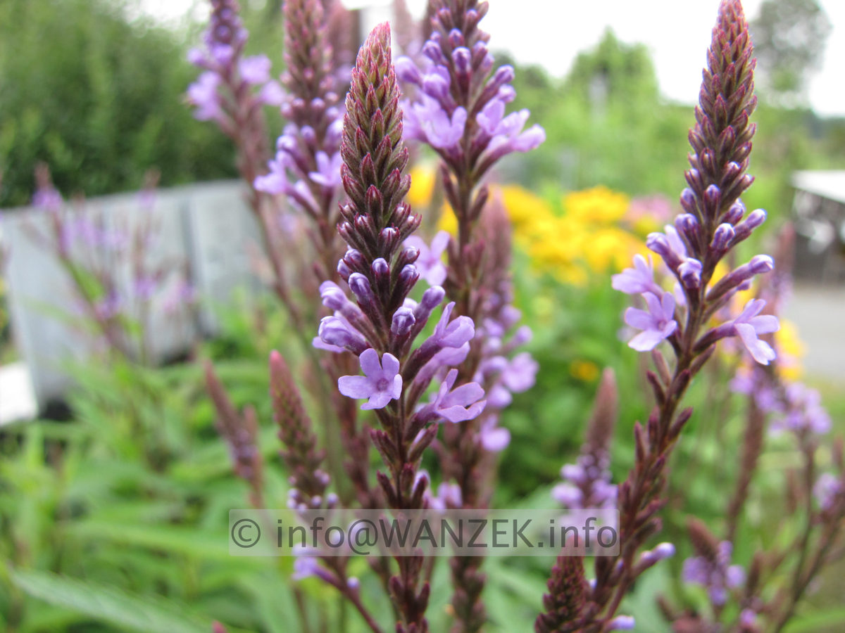 Verbena hastata 01 Bluete nah.JPG